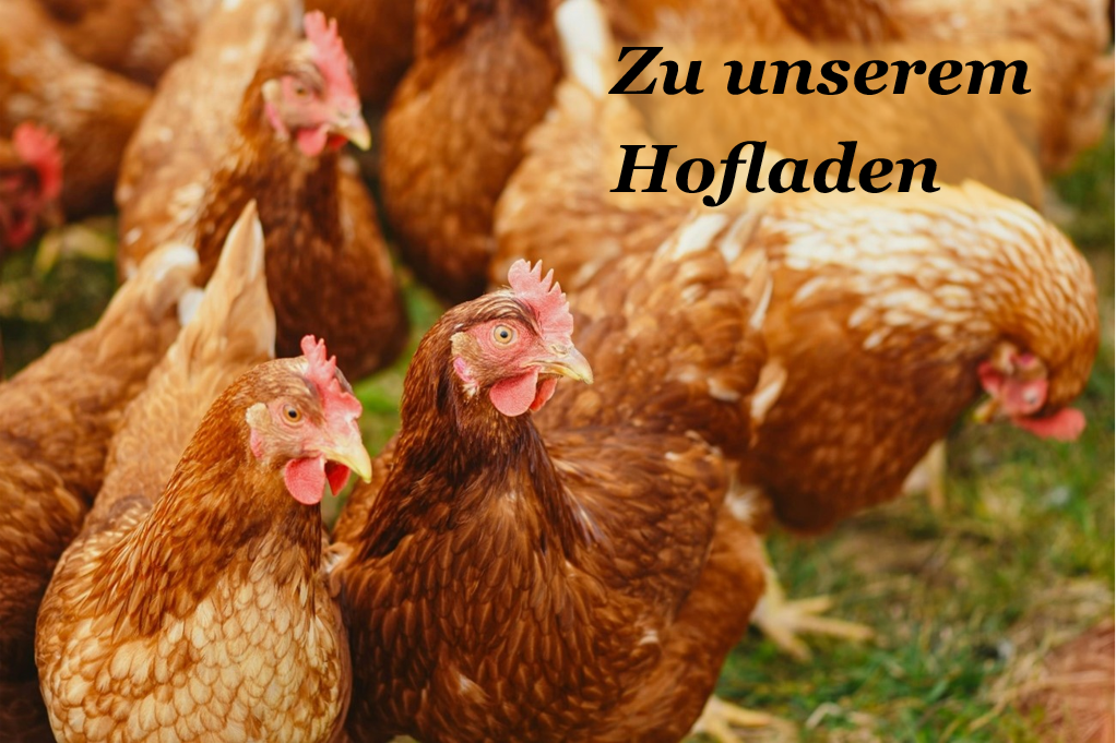 huhn