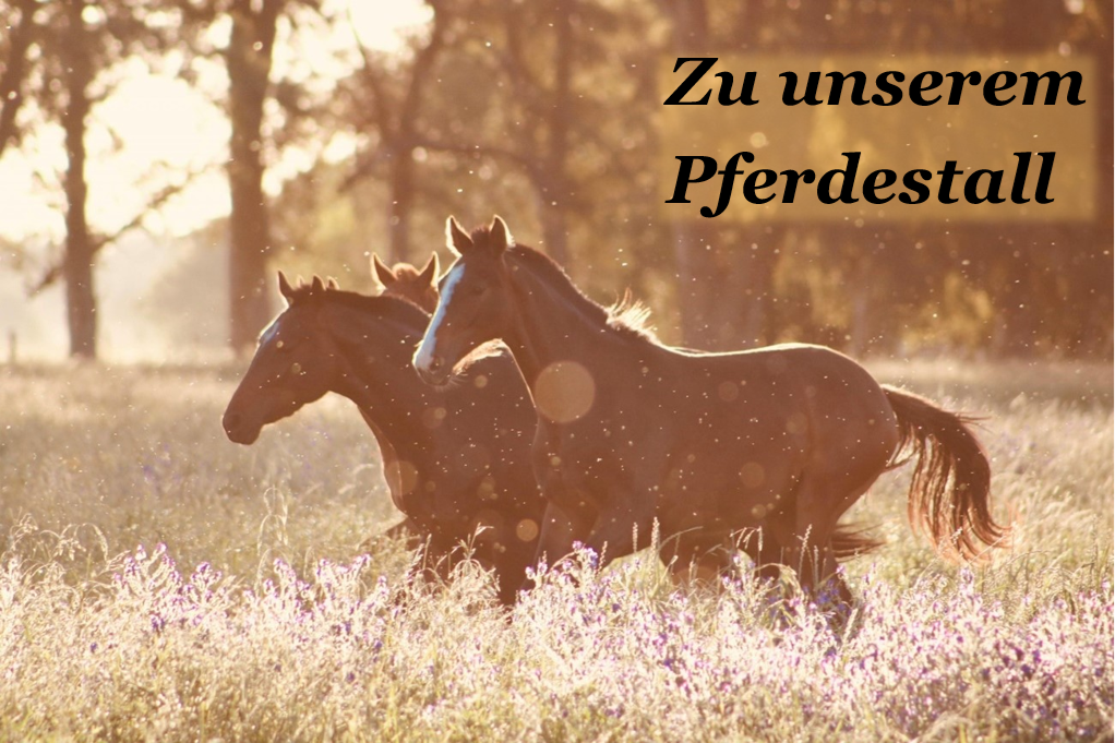 pferd