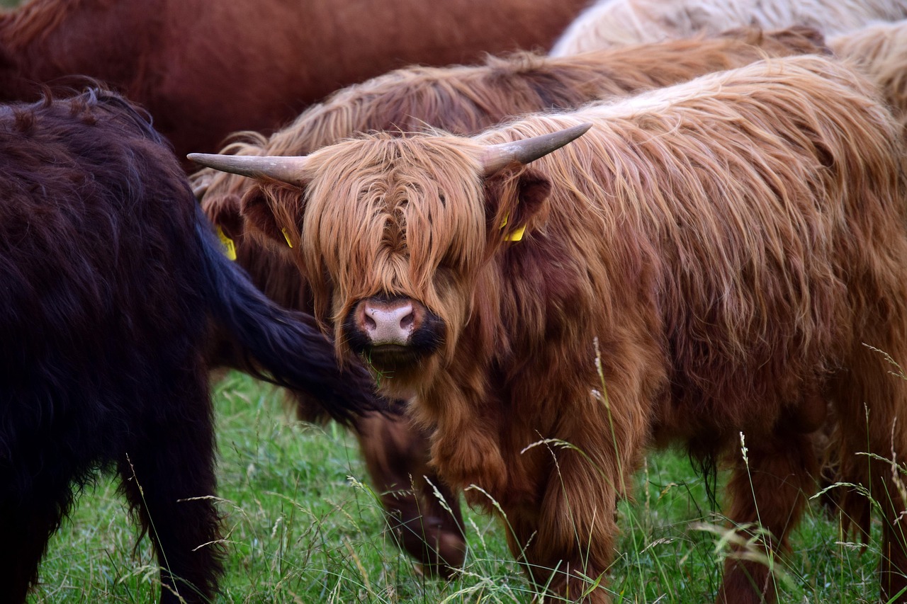 herd, herd of cattle, galloway, highland cattle, scottish highland cattle, shaggy, fur, haired, long hair, brown, ruminant, bovine, group, mammal, pasture, meadow, free range, species-appropriate