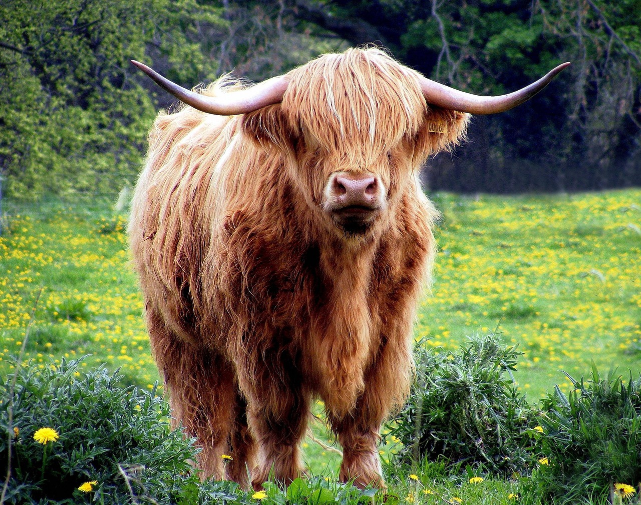 cow, animal, pasture, cattle, highland cow, highland cattle, beef cattle, mammal, livestock, horns, meadow, field, nature, portrait, cow, cow, cow, cow, cow, highland cow, highland cow