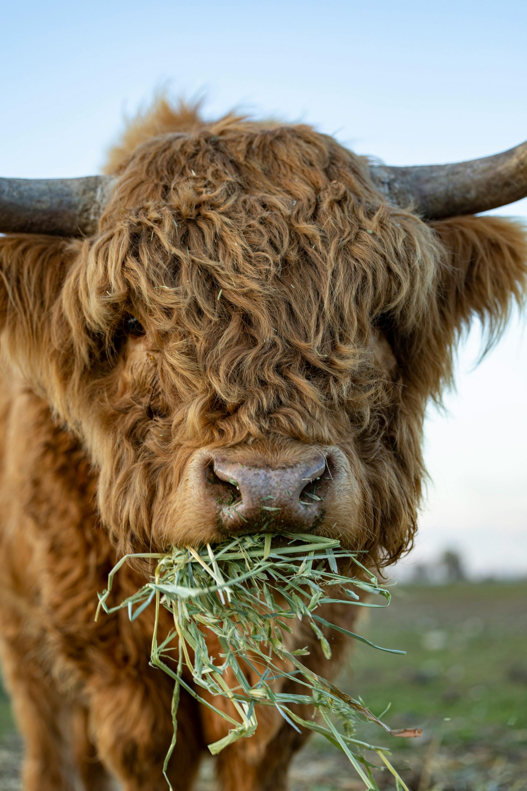 Close-up of a Highland cattle eating grass in a rural setting at daytime.